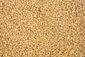 Closeup of pile of wheat grains for testure background Royalty Free Stock Photo