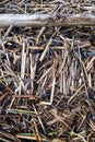 Closeup of pile of wood sticks washed up on shore