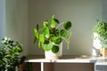 Pilea peperomioides houseplant in ceramic flower pot at home. Chinese money plant. Indoor gardening.