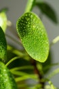 Pilea peperomioides after spraying with water. Chinese money plant with water drops on leaves.