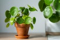 Pilea peperomioides in terracotta pot at home. Chinese money plant with water drops on leaves