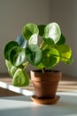 Pilea peperomioides houseplant in terracotta pot at home. Chinese money plant. Indoor gardening.