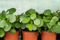 Pilea peperomioides houseplant in flower pot at nursery. Chinese money plant. Indoor gardening.