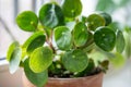 Pilea peperomioides in terracotta pot closeup, known as Chinese money plant on windowsill at home.