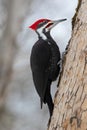 Closeup of Pileated Woodpecker climbing up a tree trunk in search of insects Royalty Free Stock Photo