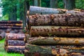 Closeup of piled tree trunks in the liesbos forest of breda, The Netherlands