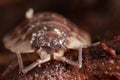 Closeup of pillbug