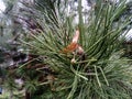 A closeup of a pine branch. Long pine needles, dry seeds. Japanese pine. Dark green color. Floral background or Christmas card