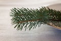 Closeup of a pine branch on a white plate Royalty Free Stock Photo