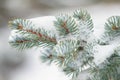 Closeup pine branch in winter