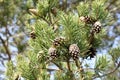 Pine branch with brown cones outdoor