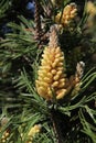 Closeup of pine branchlets on the background of evergreen spiky branches in spring, Kaunas, Lithuania