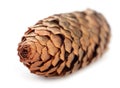 Closeup pine cone