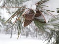 Closeup a pine cone on a pine branch covered with snow and frost. Wonderful winter scene and beautiful landscape. Royalty Free Stock Photo