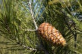 Young pine cone in the sun