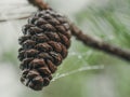 Closeup of pine cone in foggy morning with a wet spider web Royalty Free Stock Photo