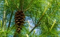 Closeup of a pine cone hanging in a conifer tree, coniferous forest background