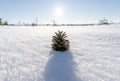 Closeup of a pine cone on the snow in a field under the sunlight Royalty Free Stock Photo