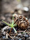 Closeup of a pine cone and a pine sprout Royalty Free Stock Photo