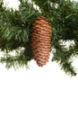 Closeup pine cone on tree