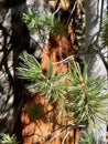 Pine Tree Needles on Upper Bristlecone Loop Trail, Mt. Charleston, Nevada