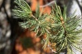 Pine Tree Needles on Upper Bristlecone Loop Trail, Mt. Charleston, Nevada Royalty Free Stock Photo