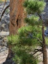 Pine Tree Needles on Upper Bristlecone Loop Trail, Mt. Charleston, Nevada