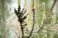 Closeup of pine sawfly attack to pine tree- larvae feed on existing pine needles