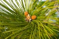 closeup pine tree branch with cones