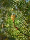 Closeup of a pine tree branch growing in a nature park or garden. Coniferous forest plant in spring on blur background Royalty Free Stock Photo