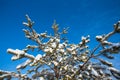 Closeup pine tree branch in a snow on a blue sky background Royalty Free Stock Photo