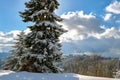 Closeup of pine tree branches covered with fresh fallen snow in winter mountain forest on cold bright day Royalty Free Stock Photo