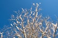 Closeup of pine tree branches covered with fresh fallen snow in winter mountain forest on cold bright day Royalty Free Stock Photo