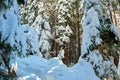 Closeup of pine tree branches covered with fresh fallen snow in winter mountain forest on cold bright day Royalty Free Stock Photo