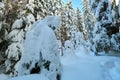 Closeup of pine tree branches covered with fresh fallen snow in winter mountain forest on cold bright day Royalty Free Stock Photo