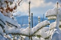 Closeup of pine tree branches covered with fresh fallen snow in winter mountain forest on cold bright day Royalty Free Stock Photo