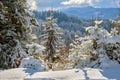 Closeup of pine tree branches covered with fresh fallen snow in winter mountain forest on cold bright day Royalty Free Stock Photo