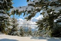 Closeup of pine tree branches covered with fresh fallen snow in winter mountain forest on cold bright day Royalty Free Stock Photo