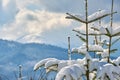 Closeup of pine tree branches covered with fresh fallen snow in winter mountain forest on cold bright day Royalty Free Stock Photo