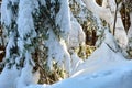 Closeup of pine tree branches covered with fresh fallen snow in winter mountain forest on cold bright day Royalty Free Stock Photo