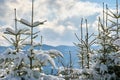 Closeup of pine tree branches covered with fresh fallen snow in winter mountain forest on cold bright day Royalty Free Stock Photo