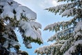 Closeup of pine tree branches covered with fresh fallen snow in winter mountain forest on cold bright day Royalty Free Stock Photo