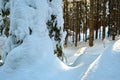 Closeup of pine tree branches covered with fresh fallen snow in winter mountain forest on cold bright day Royalty Free Stock Photo