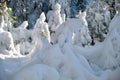 Closeup of pine tree branches covered with fresh fallen snow in winter mountain forest on cold bright day Royalty Free Stock Photo