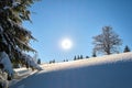 Closeup of pine tree branches covered with fresh fallen snow in winter mountain forest on cold bright day Royalty Free Stock Photo