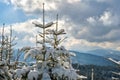 Closeup of pine tree branches covered with fresh fallen snow in winter mountain forest on cold bright day Royalty Free Stock Photo