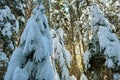 Closeup of pine tree branches covered with fresh fallen snow in winter mountain forest on cold bright day Royalty Free Stock Photo