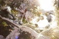 Closeup pine tree branches covered with snow in sunny winter forest Royalty Free Stock Photo