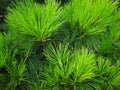 Closeup of the pine tree leaves Royalty Free Stock Photo