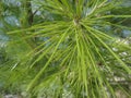 Closeup on a pine tree,texture